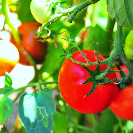 Landhaus Alterna Koey Evi