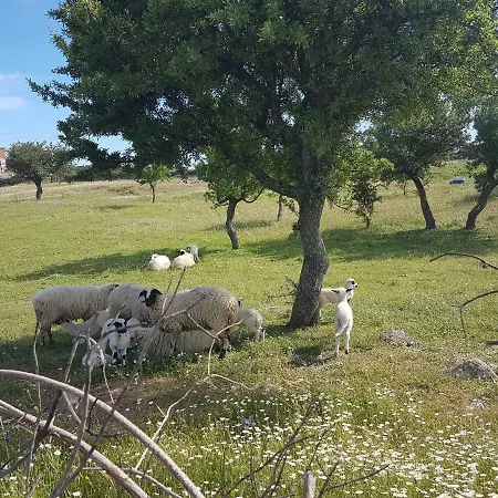 Alterna Koey Evi Gospodarstwo wiejskie