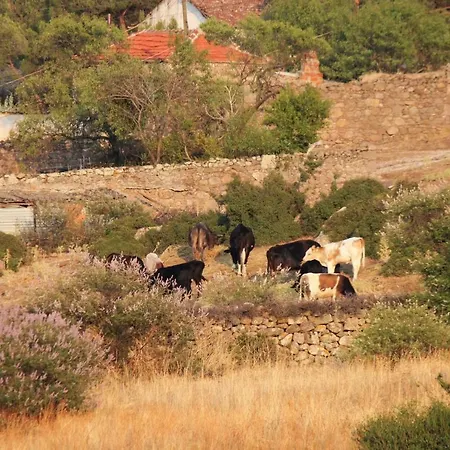 Alterna Koey Evi *
